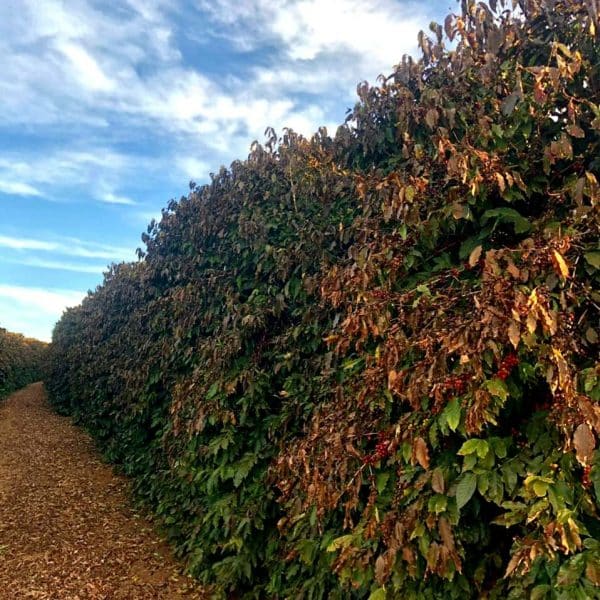 Robusta harvest advances in the main producer regions of Brazil