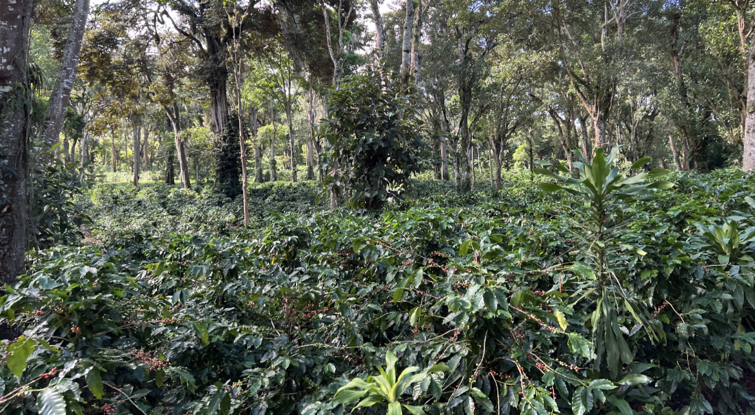 EFICO Green Coffee FIELDTRIP Honduras & Nicaragua